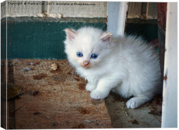 White Kitten Canvas Print by Frankie Cat