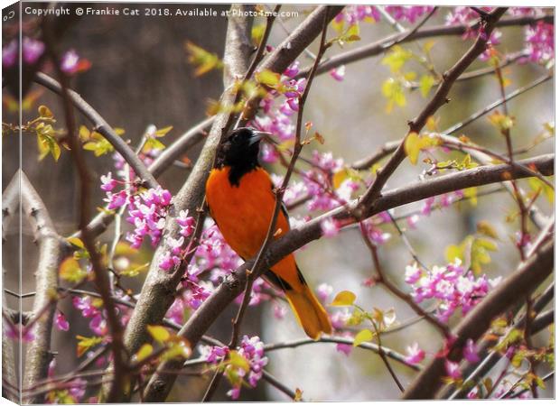 Baltimore Oriole Canvas Print by Frankie Cat