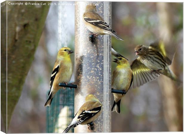 Goldfinches at the Feeder Canvas Print by Frankie Cat