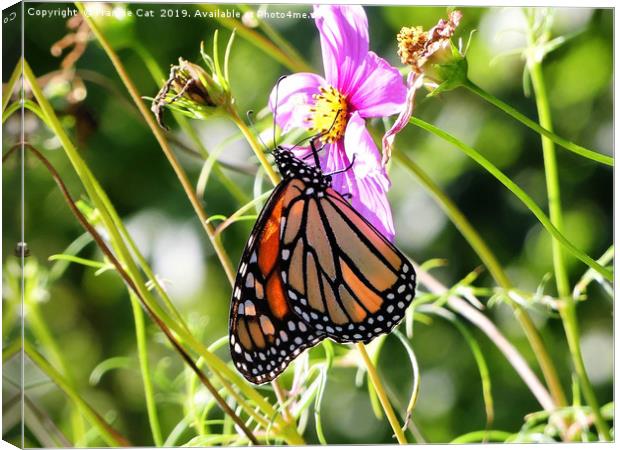 Monarch Butterfly Canvas Print by Frankie Cat