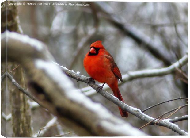 Male Cardinal Canvas Print by Frankie Cat