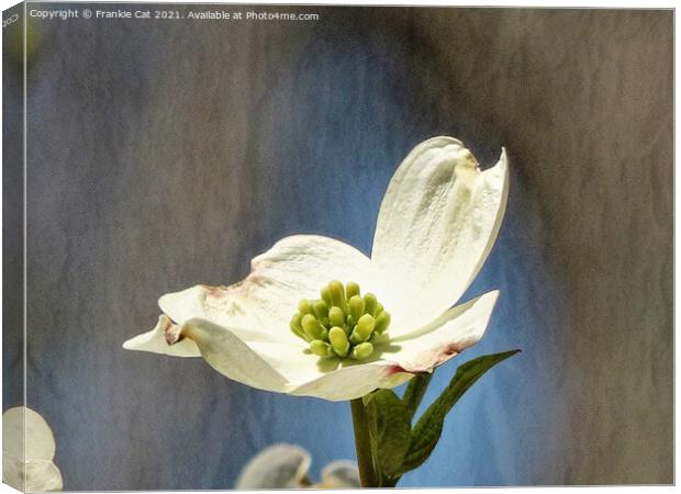 White Dogwood Bloom Canvas Print by Frankie Cat