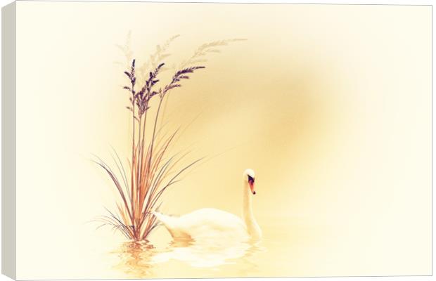 White Swan  Canvas Print by Dagmar Giers