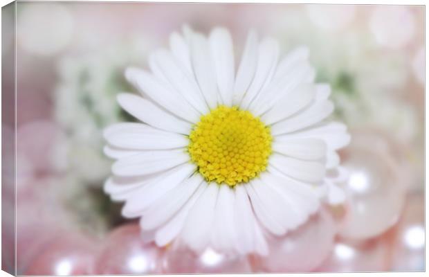 little Daisy Canvas Print by Dagmar Giers