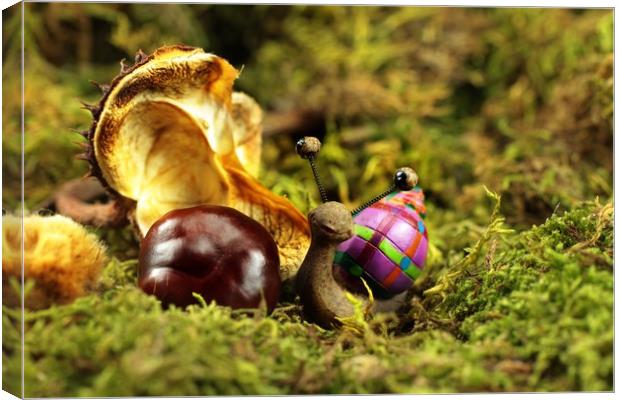 Snail Tilly in the autumn Moss  Canvas Print by Dagmar Giers
