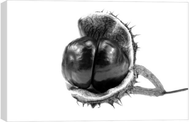 The horse chestnut (Aesculus hippocastanum) 5 Canvas Print by Dagmar Giers