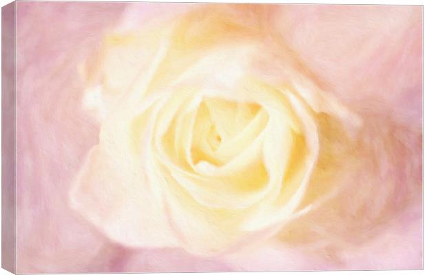 white rose Canvas Print by Dagmar Giers