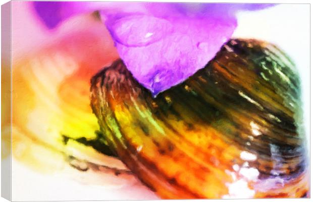 shell Canvas Print by Dagmar Giers