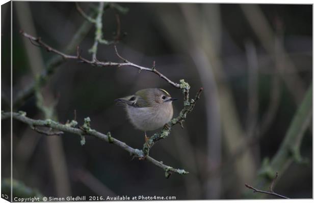 Goldcrest Perched in Tree Canvas Print by Simon Gledhill