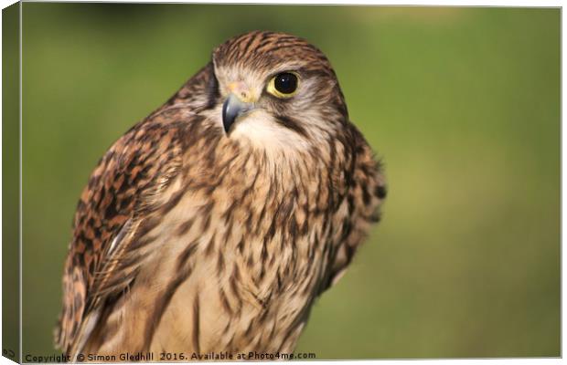 Portrait of Common Kestrel Canvas Print by Simon Gledhill