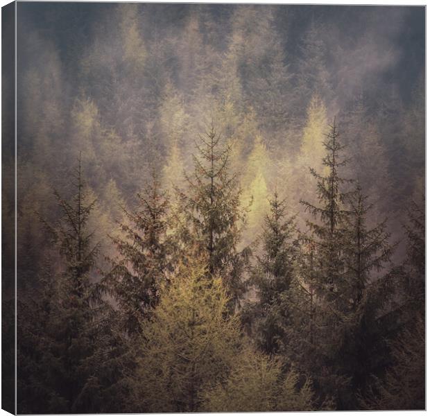 Lady Clough Woodland Canvas Print by Paul Andrews