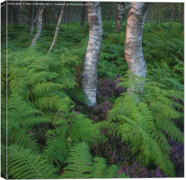 Millstone Edge Silver Birch Canvas Print by Paul Andrews