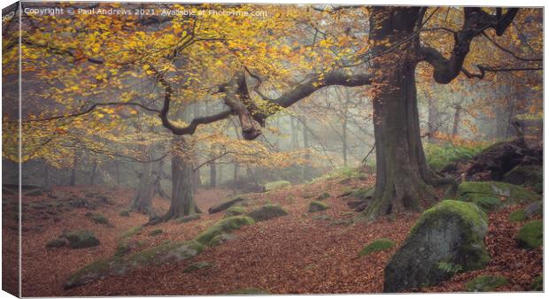 Padley Gorge Canvas Print by Paul Andrews