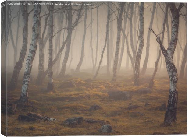 Gardom's Silver Birch Canvas Print by Paul Andrews