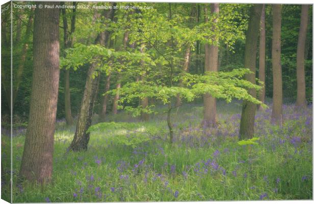 bluebell Wood Canvas Print by Paul Andrews