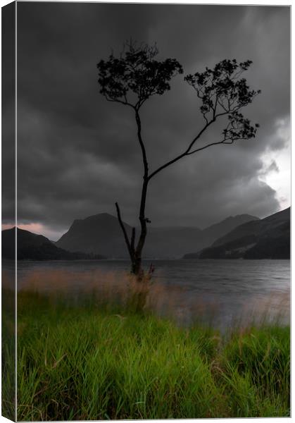 Buttermere Tree Canvas Print by Paul Andrews