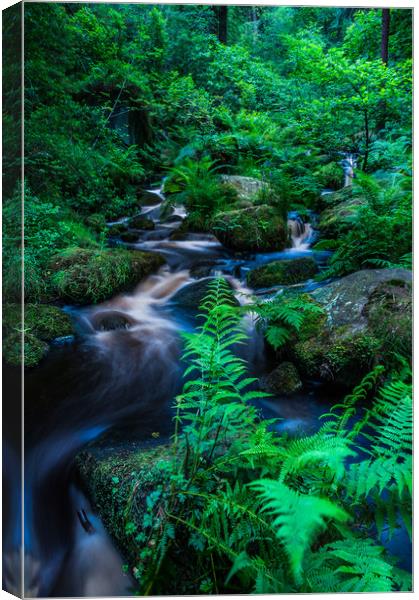 Wyming Brook 4 Canvas Print by Paul Andrews