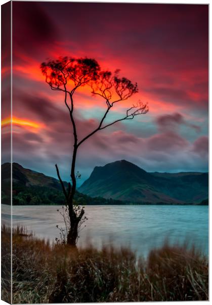 'Lone Tree' Buttermere Sunrise Canvas Print by Paul Andrews