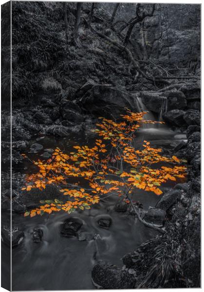 Autumn in Padley Gorge  Canvas Print by Paul Andrews