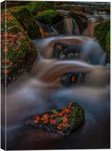 Autumn in Wyming Brook  Canvas Print by Paul Andrews