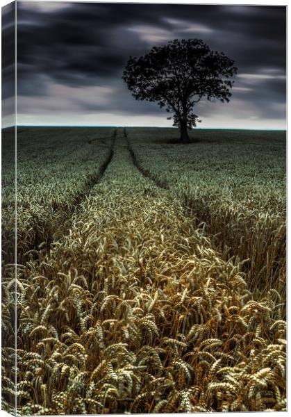 The Wheatfield Canvas Print by Paul Andrews