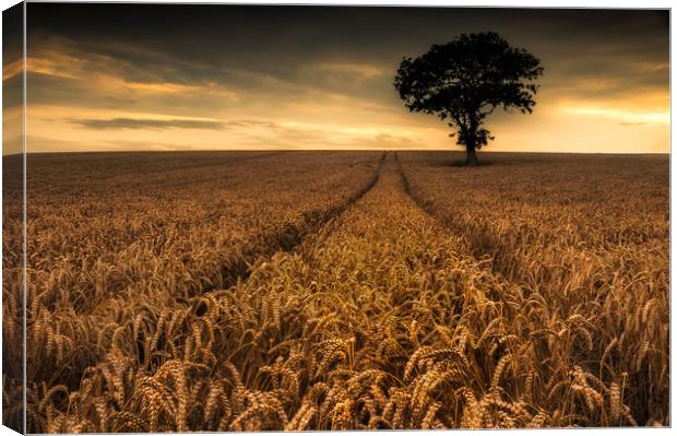 The Wheatfield Canvas Print by Paul Andrews