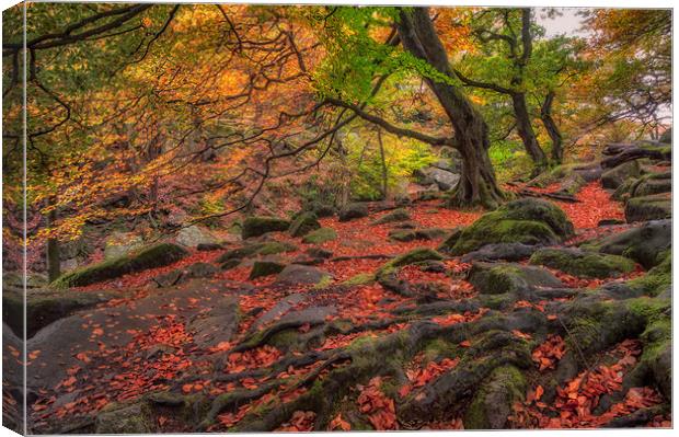 Autumn Colours in Padley Gorge Canvas Print by Paul Andrews