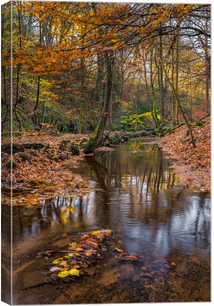 Autumn Leaves in Rivelin Canvas Print by Paul Andrews