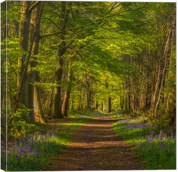 Clumber Park Bluebells Canvas Print by Paul Andrews