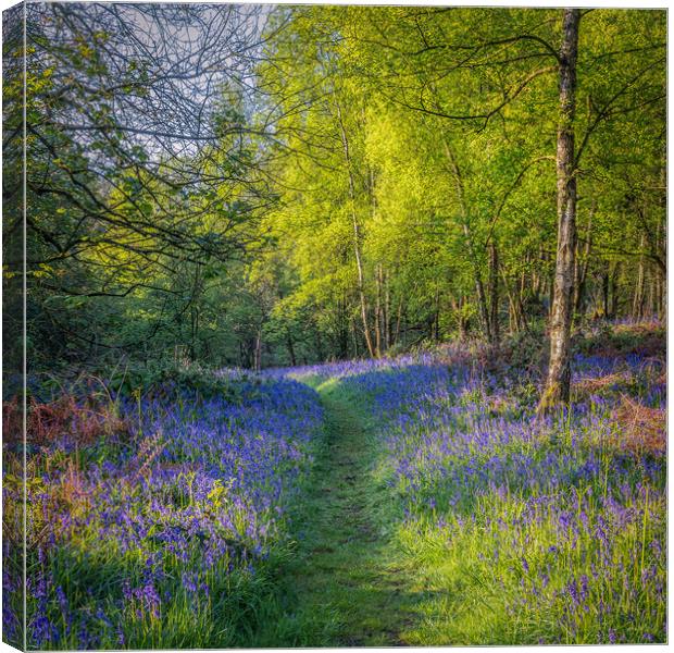 Bluebell Woods Canvas Print by Paul Andrews