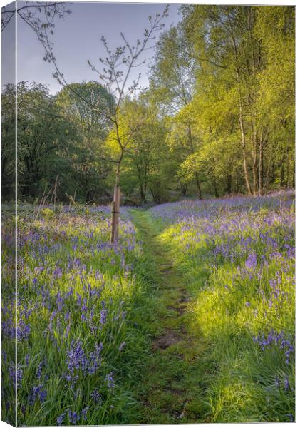 Bluebell Wood Canvas Print by Paul Andrews