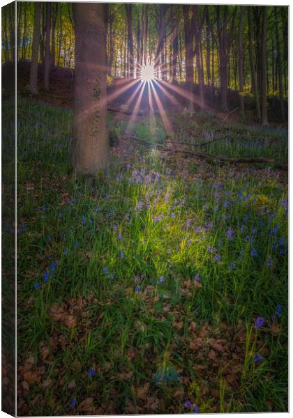 Bluebell Woods Canvas Print by Paul Andrews