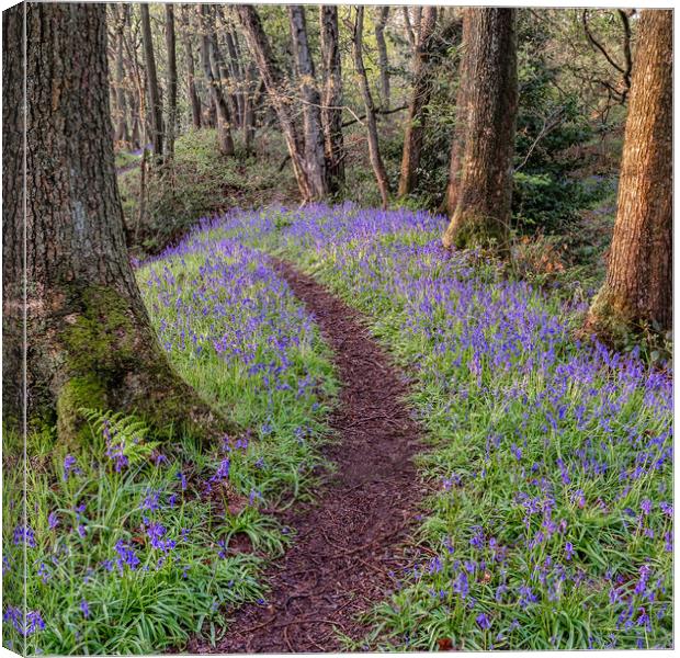 Bluebell Woods Canvas Print by Paul Andrews