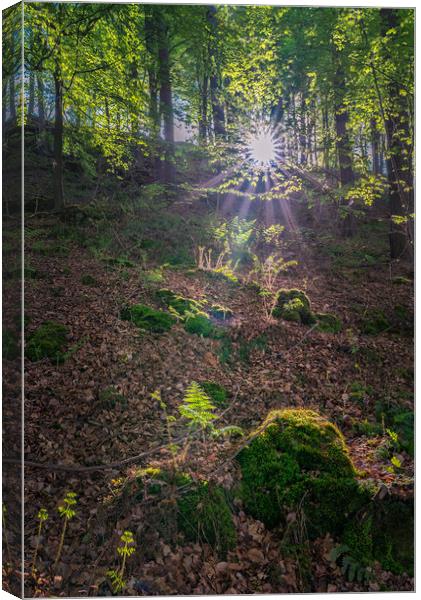 Fallcliff Woods Canvas Print by Paul Andrews