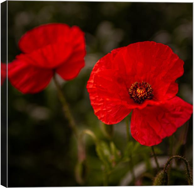 Blood Red Poppy Canvas Print by Paul Andrews