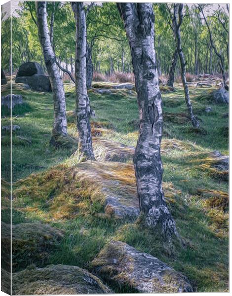 Silver Birch Canvas Print by Paul Andrews
