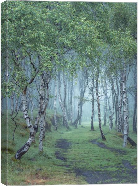 Into the woods Canvas Print by Paul Andrews