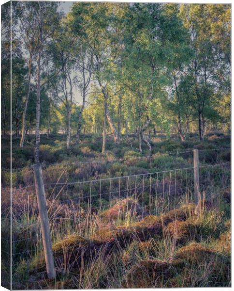 The Copse Canvas Print by Paul Andrews