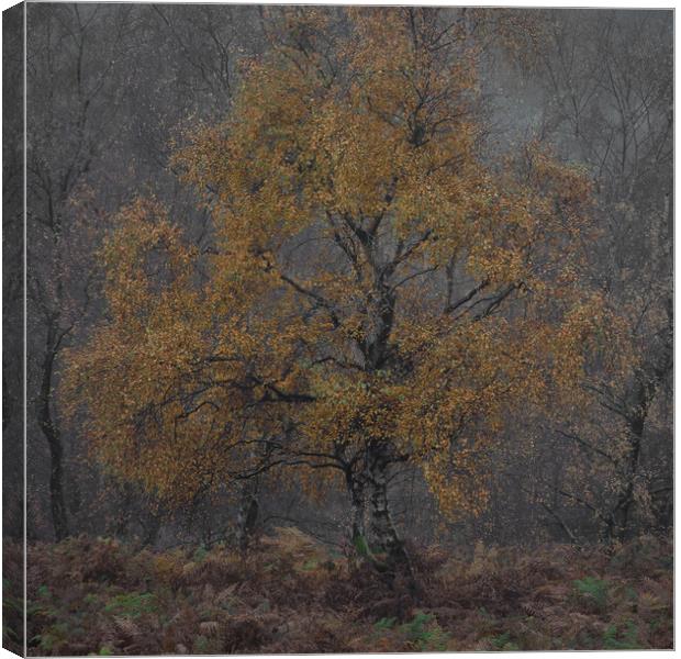Autumnal Silver Birch Canvas Print by Paul Andrews