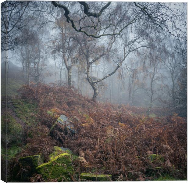 Oxhay Wood  Canvas Print by Paul Andrews