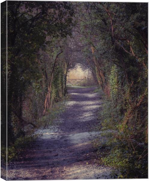 Woodland Path Canvas Print by Paul Andrews
