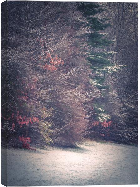 Winter Woodland Canvas Print by Paul Andrews