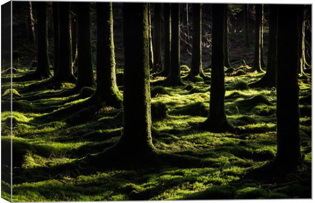 A soft place to rest. Canvas Print by Mark Bowman