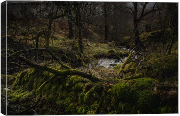 Deep in the Forest. Canvas Print by Mark Bowman