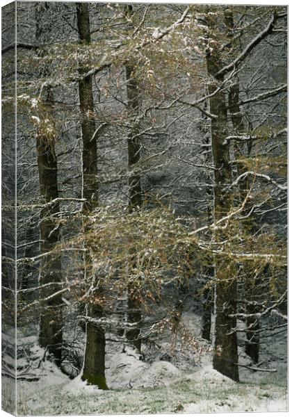 Larch in snow. Canvas Print by Mark Bowman