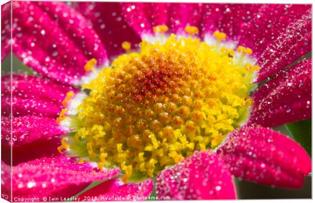 Glittering Cosmos Canvas Print by Iain Leadley