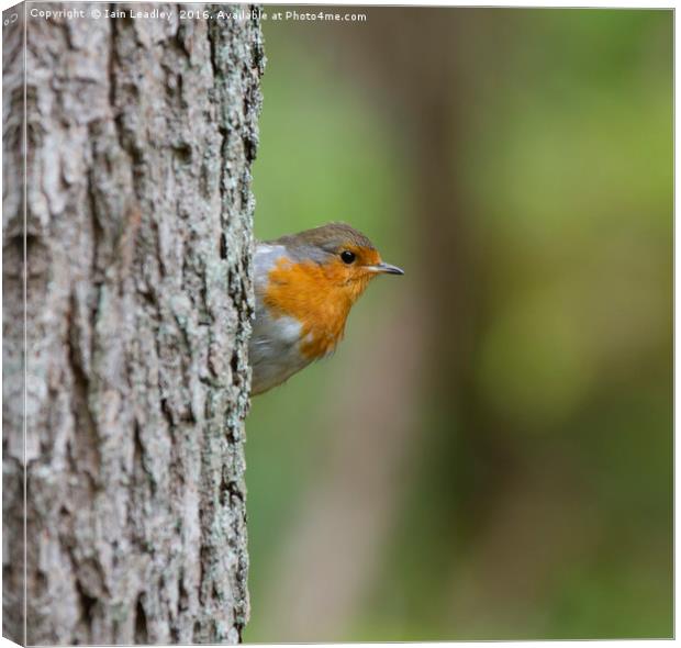 Peekaboo Robin Canvas Print by Iain Leadley