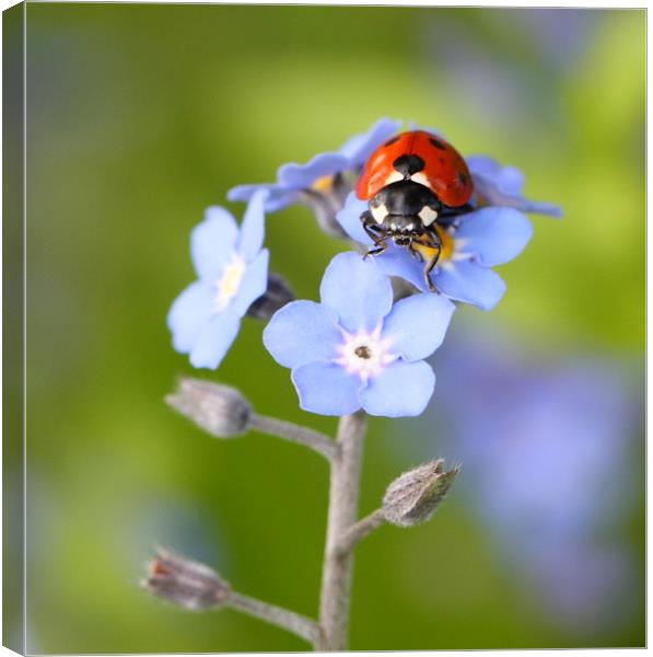 Forget-me-not Ladybird Canvas Print by Iain Leadley