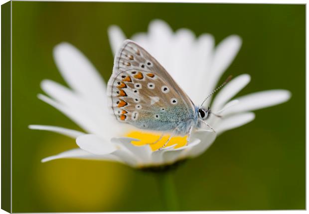 Common blue on daisy Canvas Print by Iain Leadley