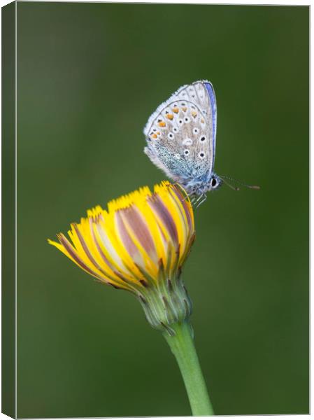 Common Blue on yellow Canvas Print by Iain Leadley